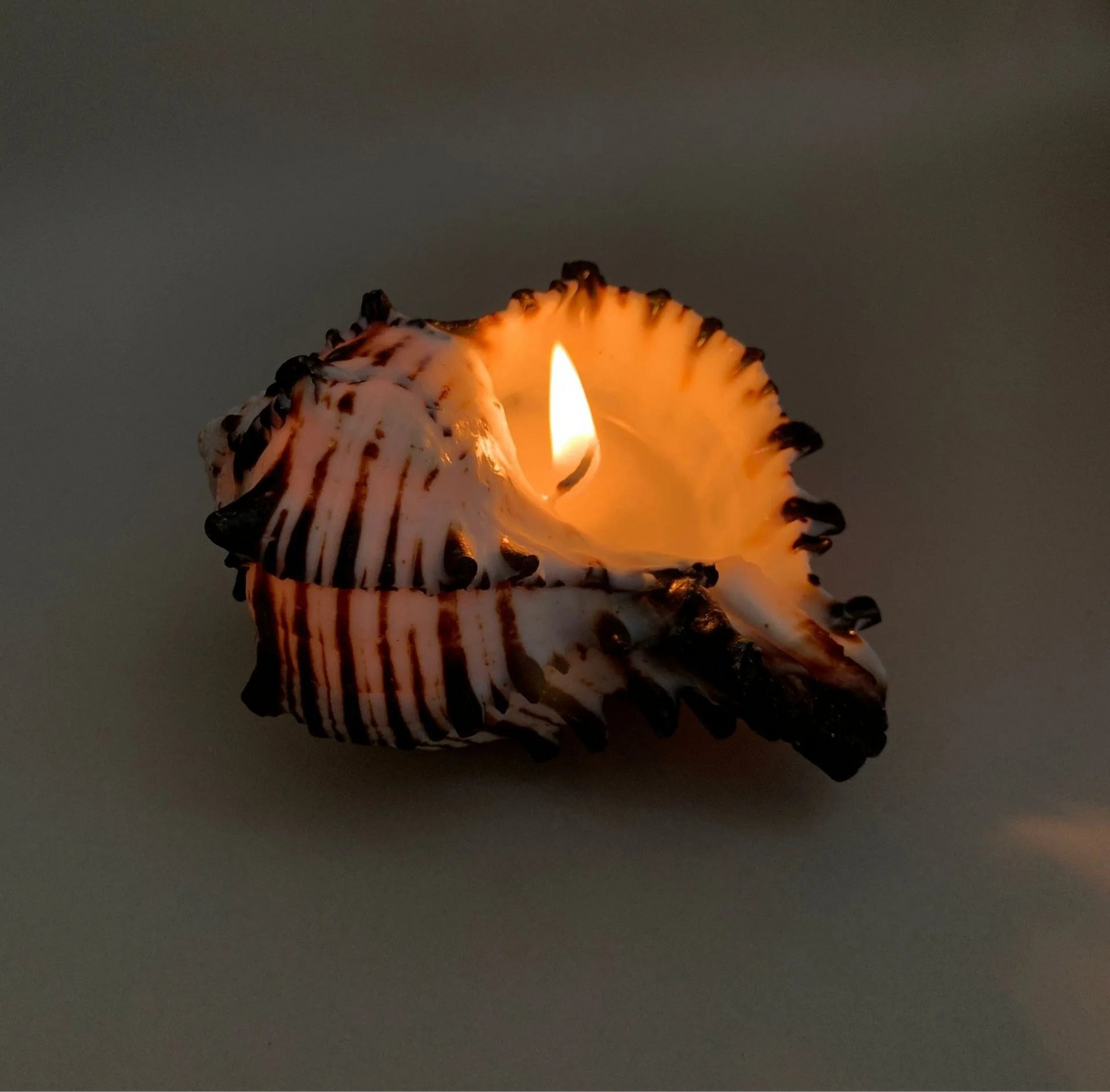 Natural Whelk Sea Shell Candles